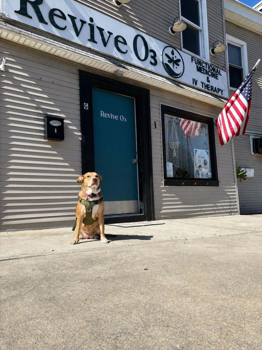 Harper, the ReviveO3 office dog